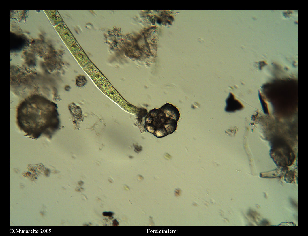 FORAMINIFERO fossile